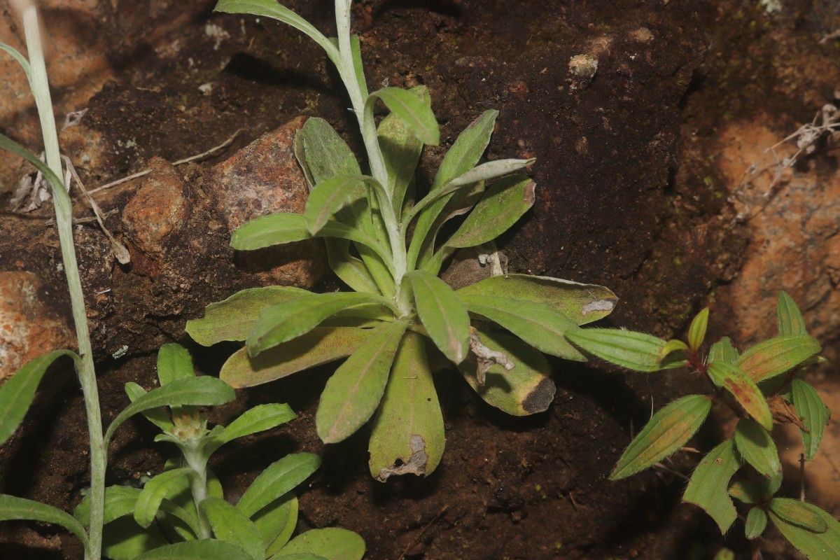 Gamochaeta pensylvanica (Willd.) Cabrera